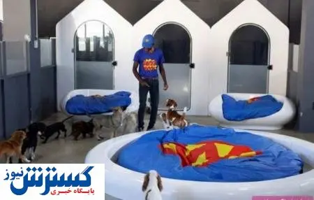 هتل عجیب ۵ ستاره مخصوص سگ ها! + تصاویر