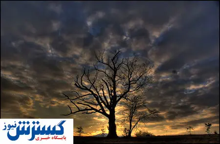 صداهای عجیبی که از درخت نفرین شده می آید! + عکس