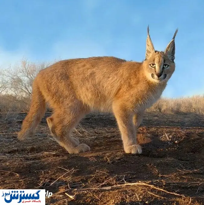 عجیب‌ترین گربه ایرانی در کویرهای شرقی کشور + عکس