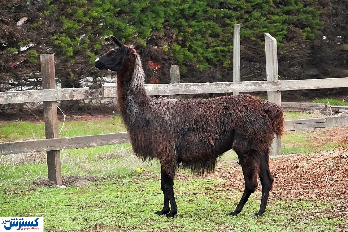 قیمت الاغ هم نجومی شد!