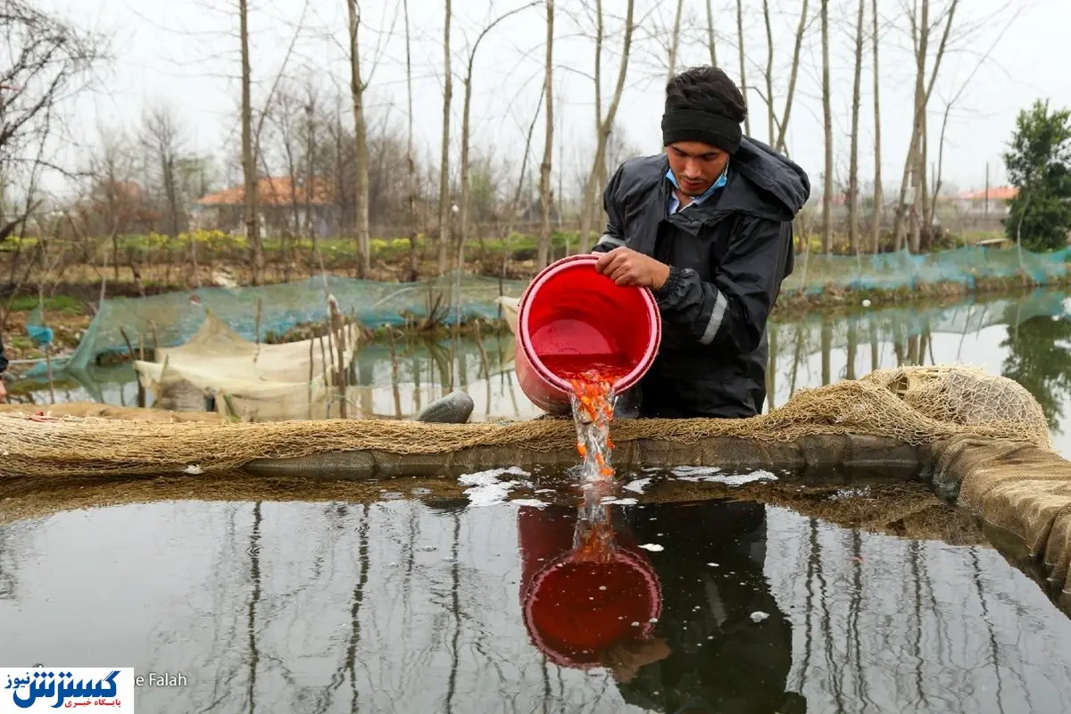 تصاویر/ ایام پرورش و فروش ماهی قرمز