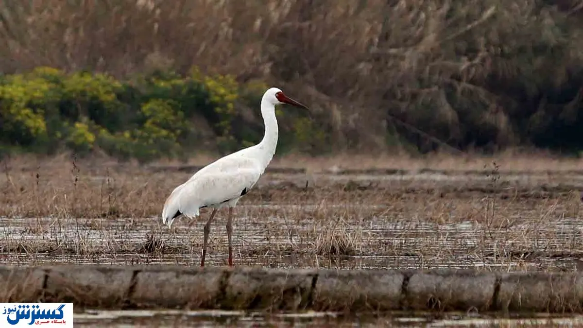 تک درنای امید راهی سیبری شد + عکس
