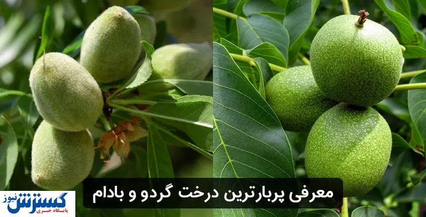 با پربارترین نهال گردو و نهال بادام در ایران آشنا شوید!