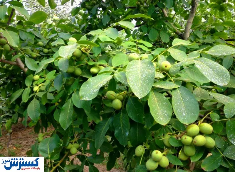 کسب سود ۱ میلیاردی سالانه فقط با خرید نهال گردو!