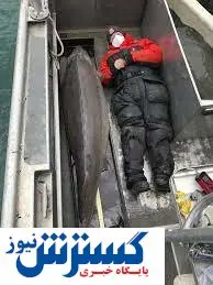 هیولای رودخانه دیترویت صید شد