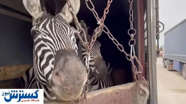 واکنش تامل برانگیز باغ وحش صفادشت به مرگ گورخر آفریقایی