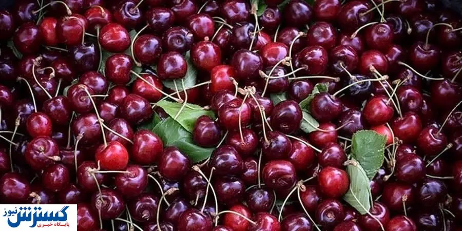 میوه های نوبرانه رکورد زدند