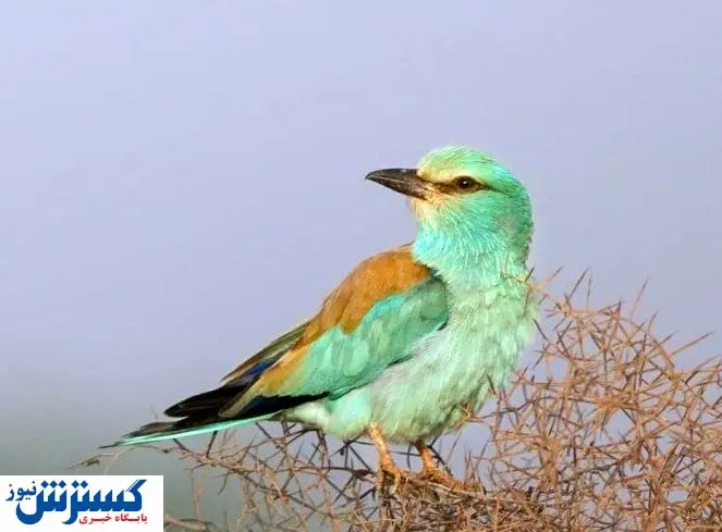 جواهری در حیات وحش ایران / آشنایی با پرنده سبزقبا
