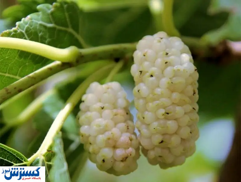 افراد مبتلا به کرونا این میوه را بخورند