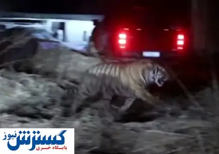 یک ببر در چین کرونایی عمل کرد!