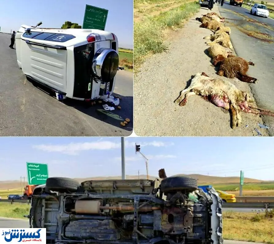 چوپان و گلهاش به کام مرگ کشیده شدند! / عکس