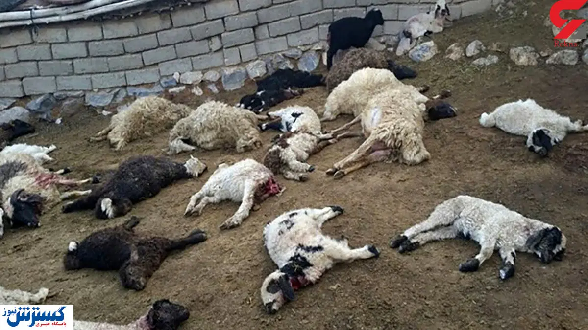 گلههای مشهد یک به یک تکه پاره میشوند! / عکس