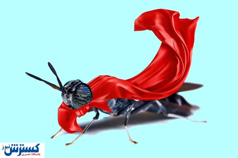 با این مگس‌ ها طلا می‌ سازند!