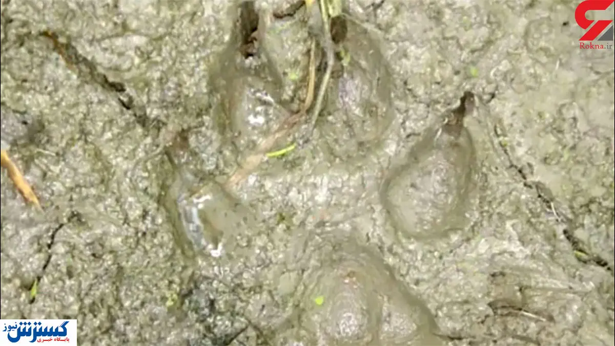 پلنگی که آملی ها را به وحشت انداخت / عکس