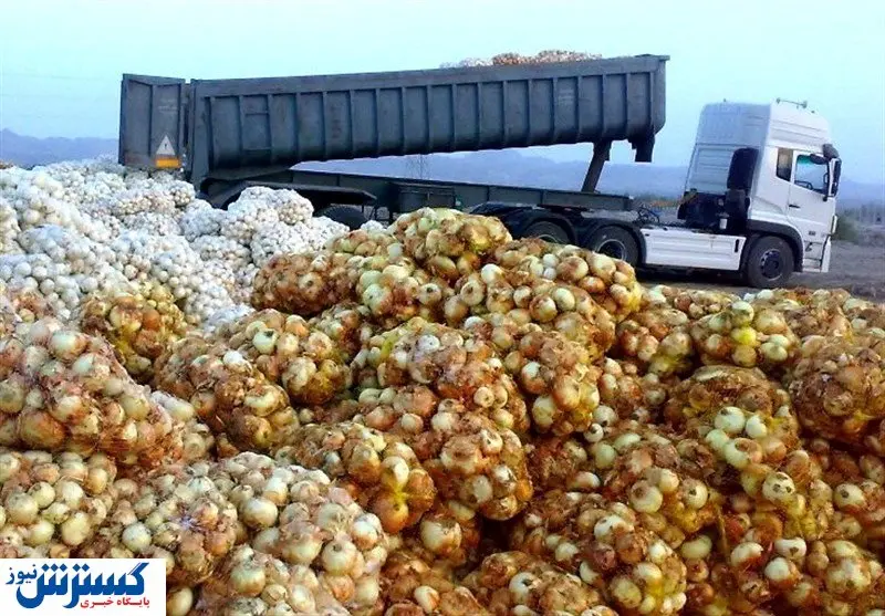اقدام ویژه برای حمایت از تولیدکنندگان پیاز