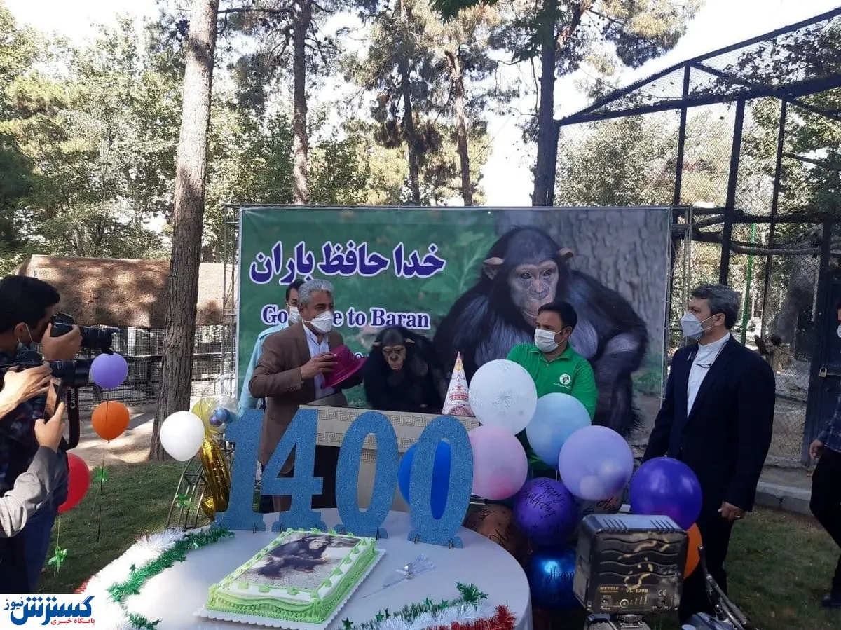 معروف‌ترین شامپانزه ایران از کشور رفت!