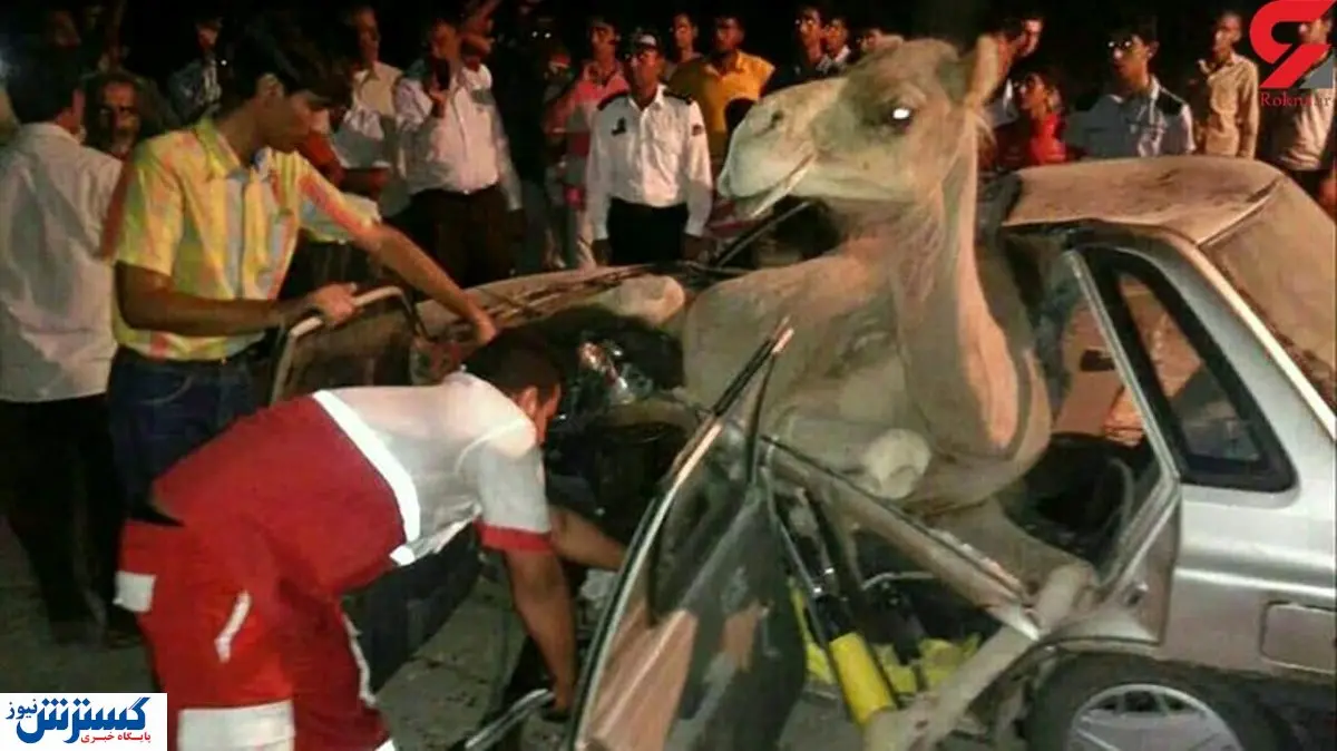 شتر جان پرایدسواران را گرفت / عکس