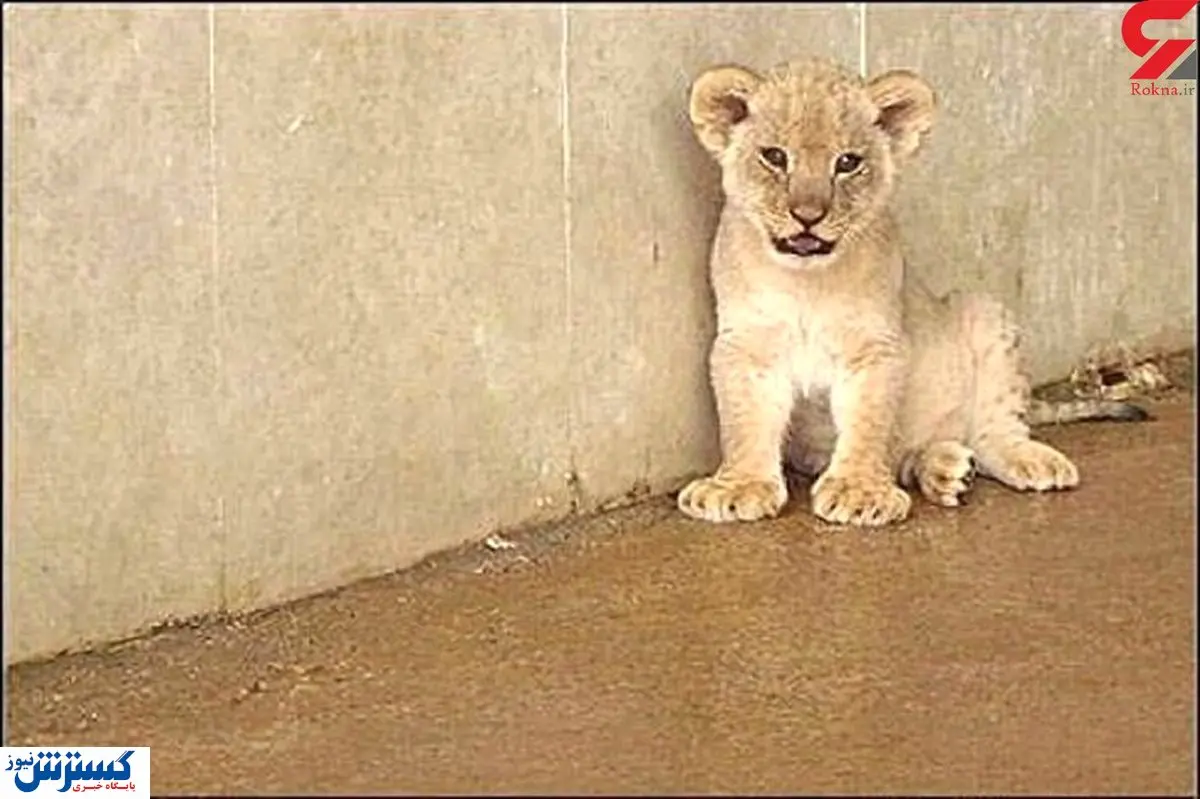فاجعه حیوانی اینبار در باغ وحش تبریز