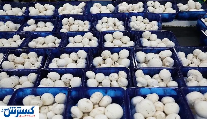 قیمت انواع قارچ و جوانه در میادین میوه و تره بار