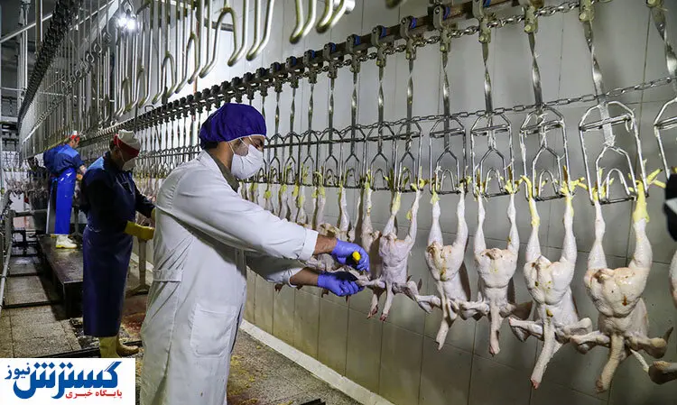 احتمال بازگشت صف و سهمیه بندی مرغ!