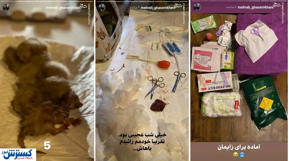 گزارش لحظه به لحظه مهراب قاسم‌خانی از زایمان گربه اش!
