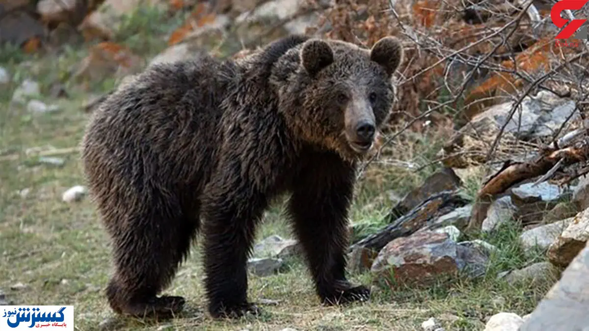 خرس های بزرگ آرامش اینجا را به هم زدند! + عکس