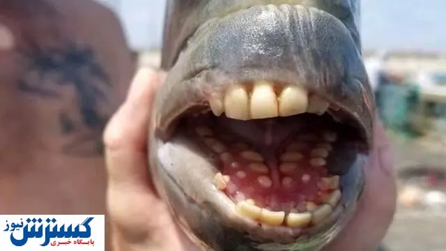 با ماهی با دندانهای انسان نما بیشتر آشنا شویم