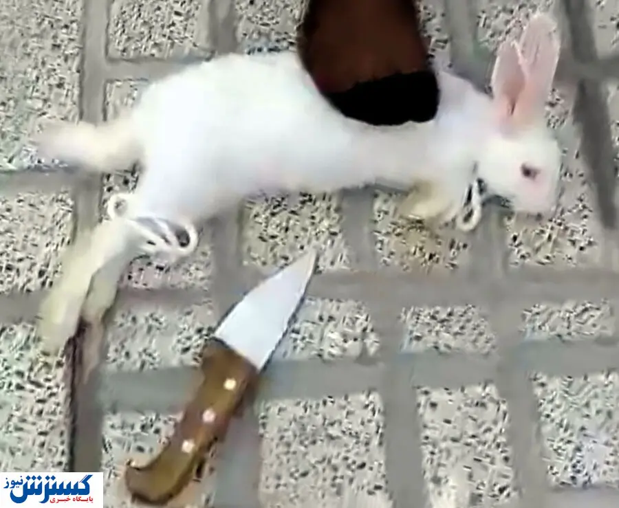 حیوان کشی به سبک دختران! / پشت پرده سلاخی ها چه بود؟ + تصاویر (+۱۶)