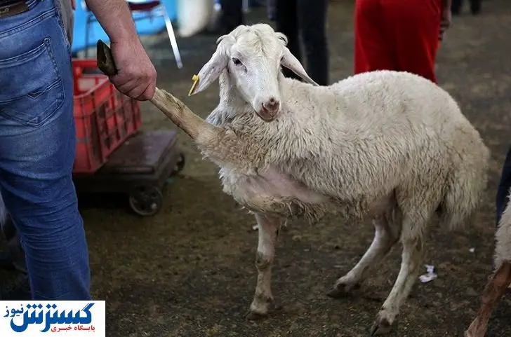 عجیب اما واقعی/قیمت دام زنده به نرخ هویج رسید!