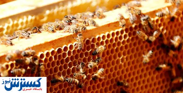 جدیدترین قیمت انواع عسل در بازار+ جدول