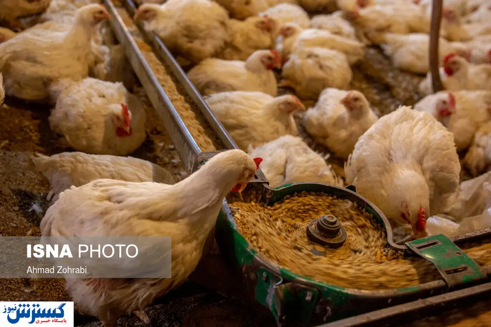 گرانی دوباره قیمت مرغ