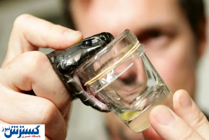 سم این حیوان، کرونا را نابود می‌کند