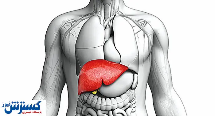 علائم بیماری کبد چرب چیست؟ | نحوه درمان کبد چرب