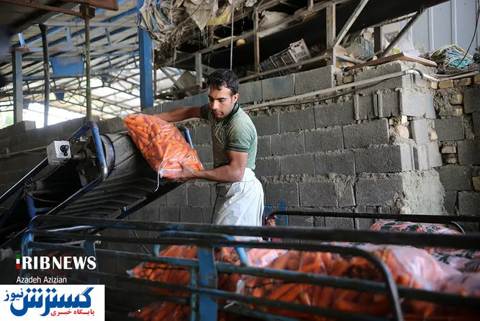 تصاویر/ این داستان؛ هویج