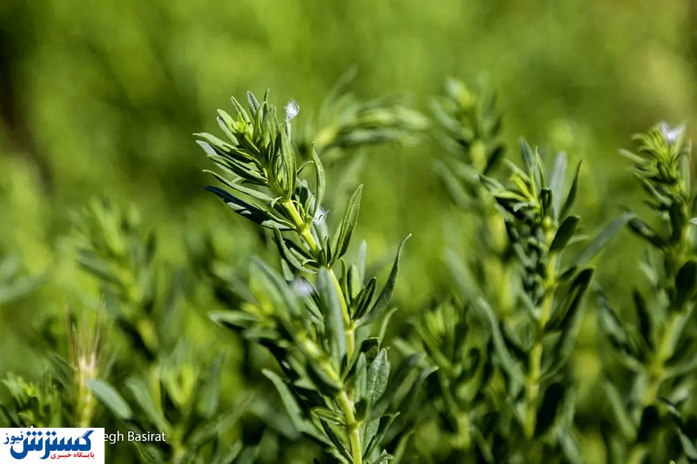 گیاهانی که زامبی شدند!