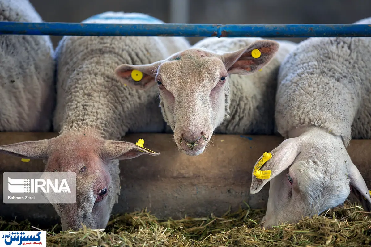 آغاز یک فاجعه ملی/یارانه ای که خوراک دام ها شد