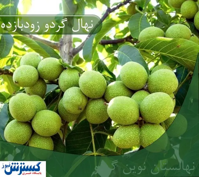 معرفی نهال گردو زودبازده و دیرگل؛ مناسب مناطق سردسیر