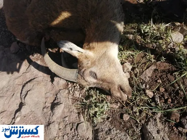 شیوع طاعون در استان البرز تأیید شد