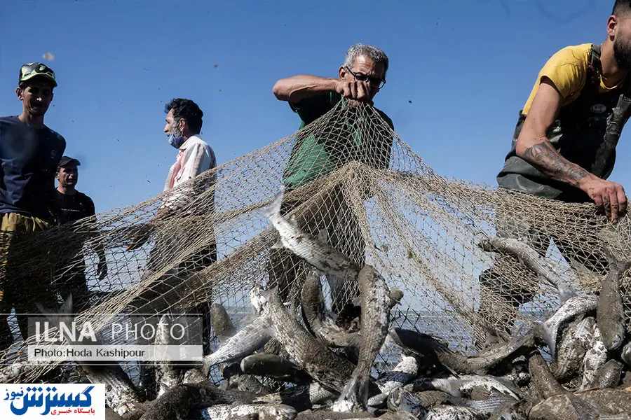 تصاویر/ آغاز صید پاییزه خزر
