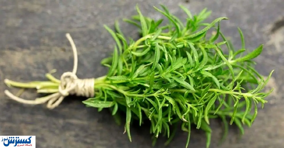 این گیاه ضد میکروب است!