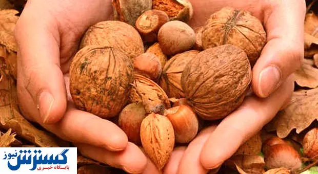 بهترین ارقام نهال گردو و نهال بادام در پاییز 1400