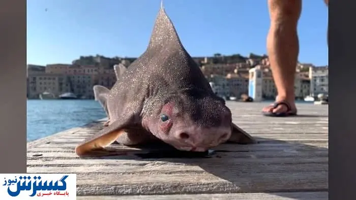 این موجود ترسناک «خوک کوسه» است + عکس