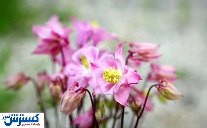 خوردن این چای خطر مرگ دارد + عکس