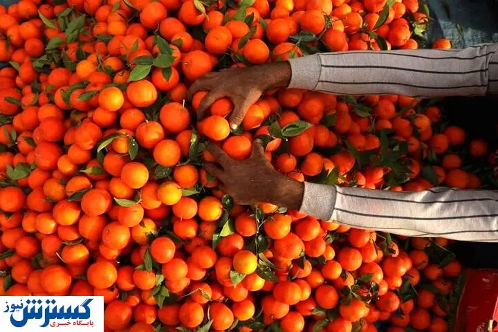 دست دلالان کوتاه نشود،قیمت مرکبات بالا می رود