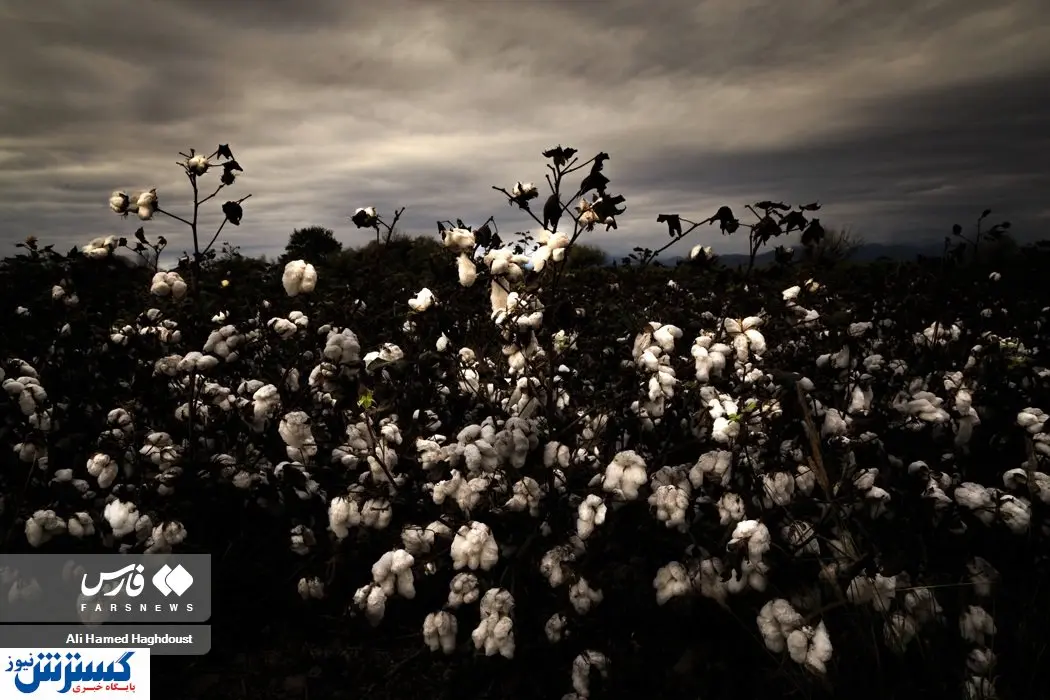 تصاویر/ طلای سفید در پنبهزارهای خداآفرین