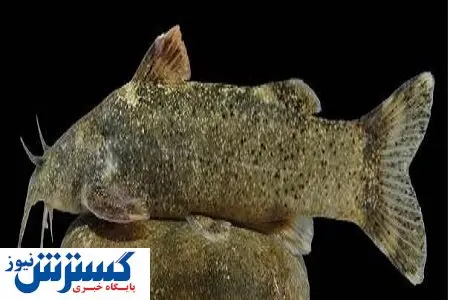 ماجرای کشف ماهی که به نام علی دایی ثبت جهانی شد + عکس