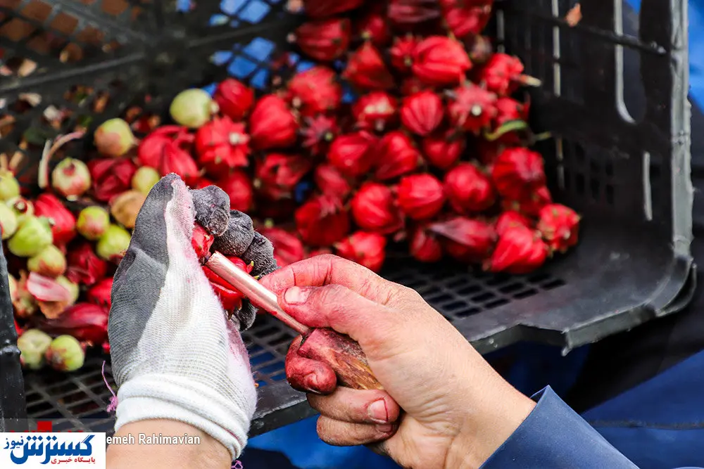 تصاویر/ فصل برداشت چای ترش