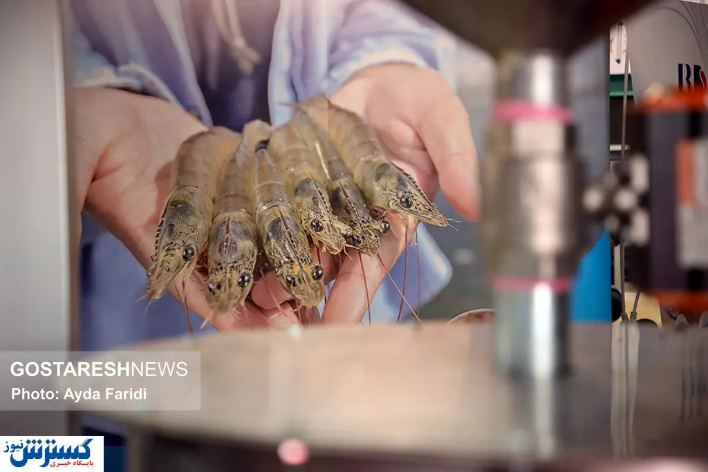 تصاویر/ پنجمین نمایشگاه بین‌المللی شیلات