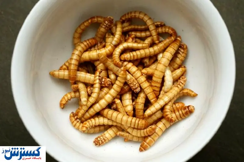 مردم حشره خوار می‌شوند؟