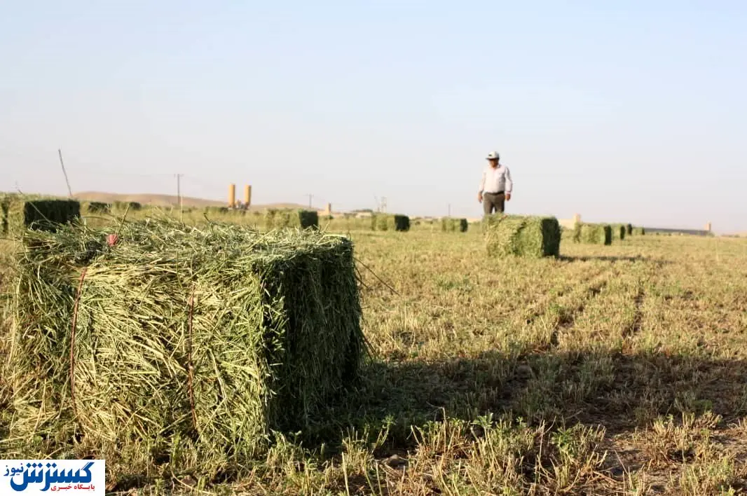 واردات حجم عظیم یونجه به ایران